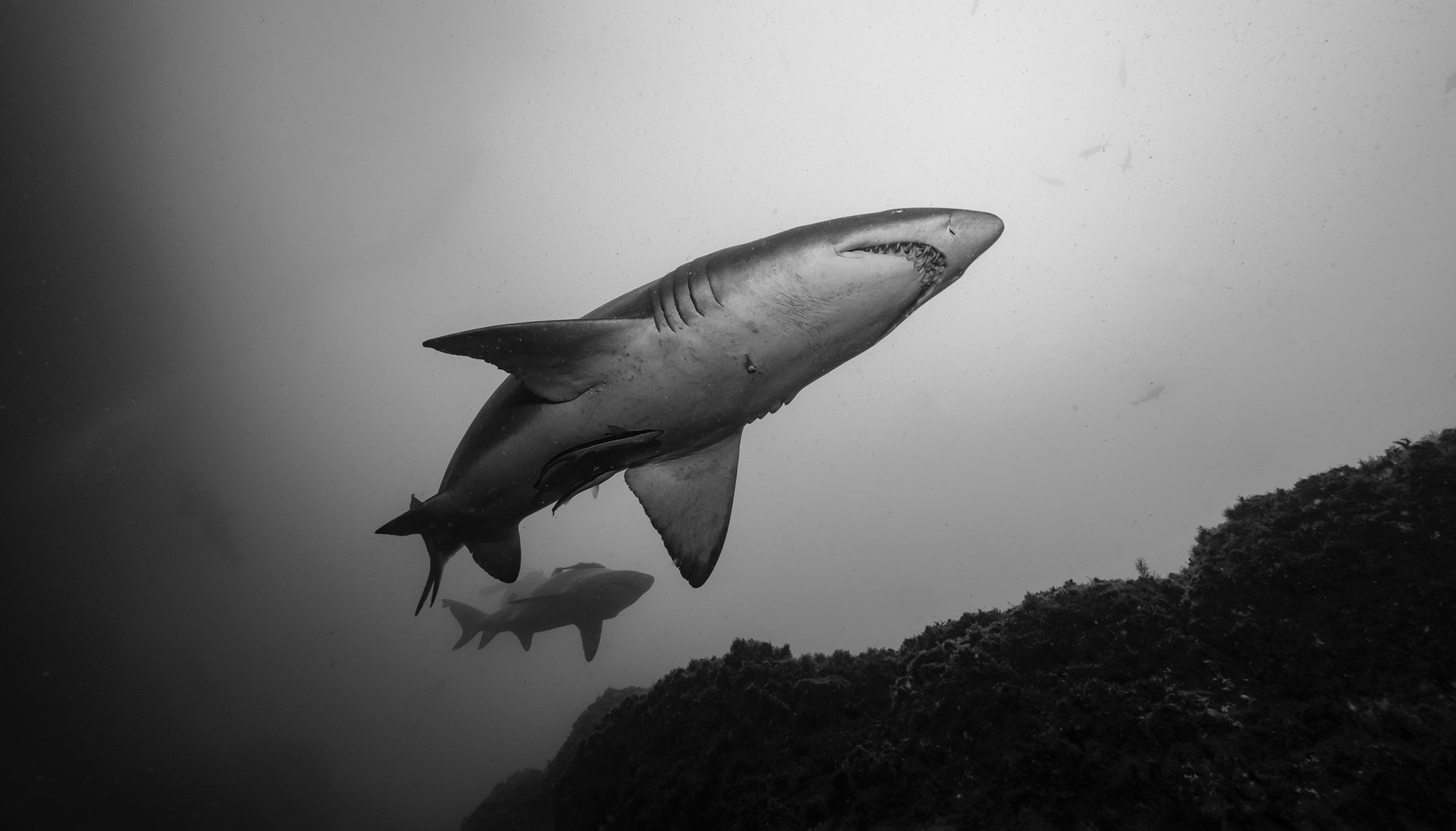 Now You See Me, Sharks and Rays—A SARAH & SEBASTIAN Short Film