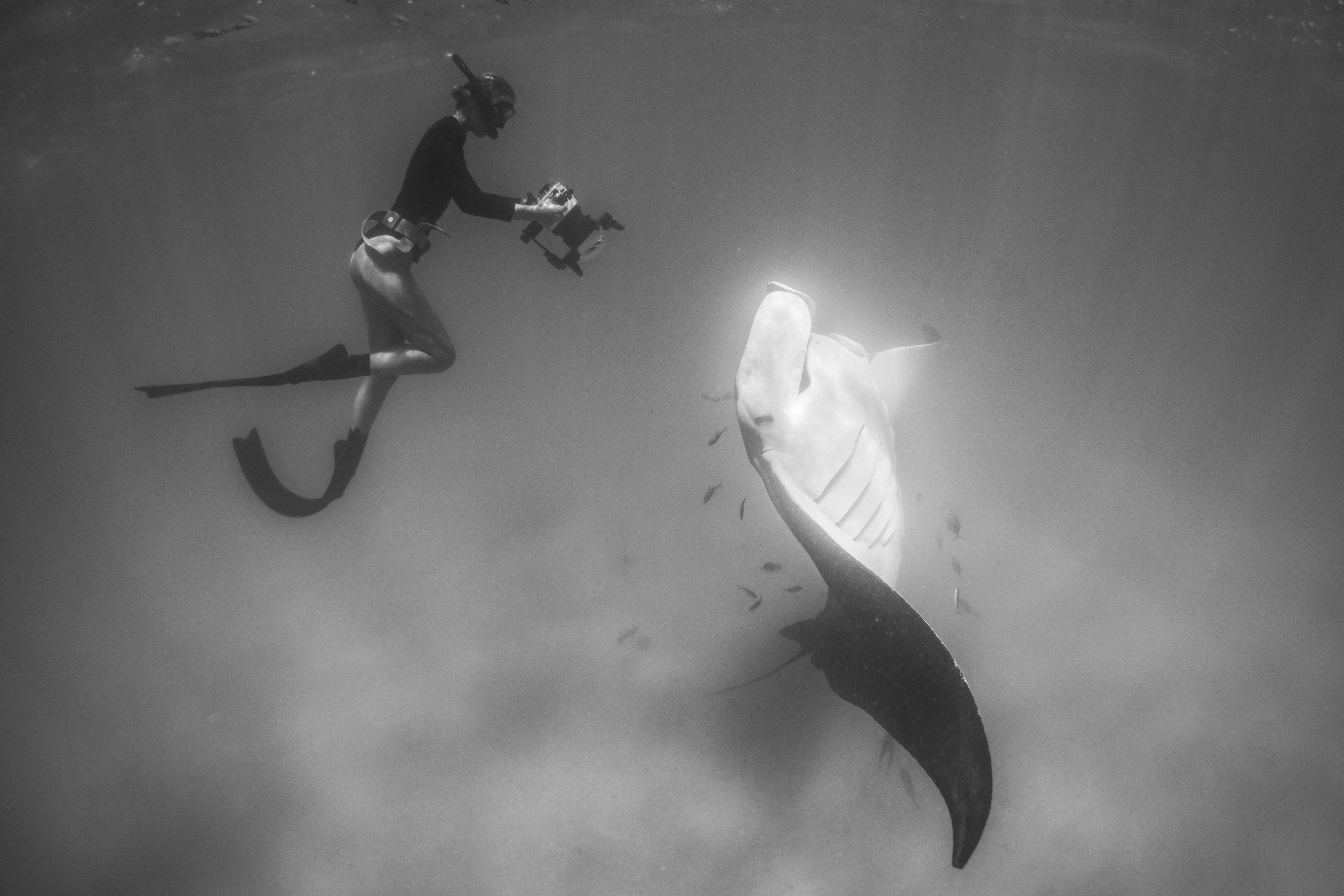 Behind the Scenes: Filming Ningaloo’s Nursery