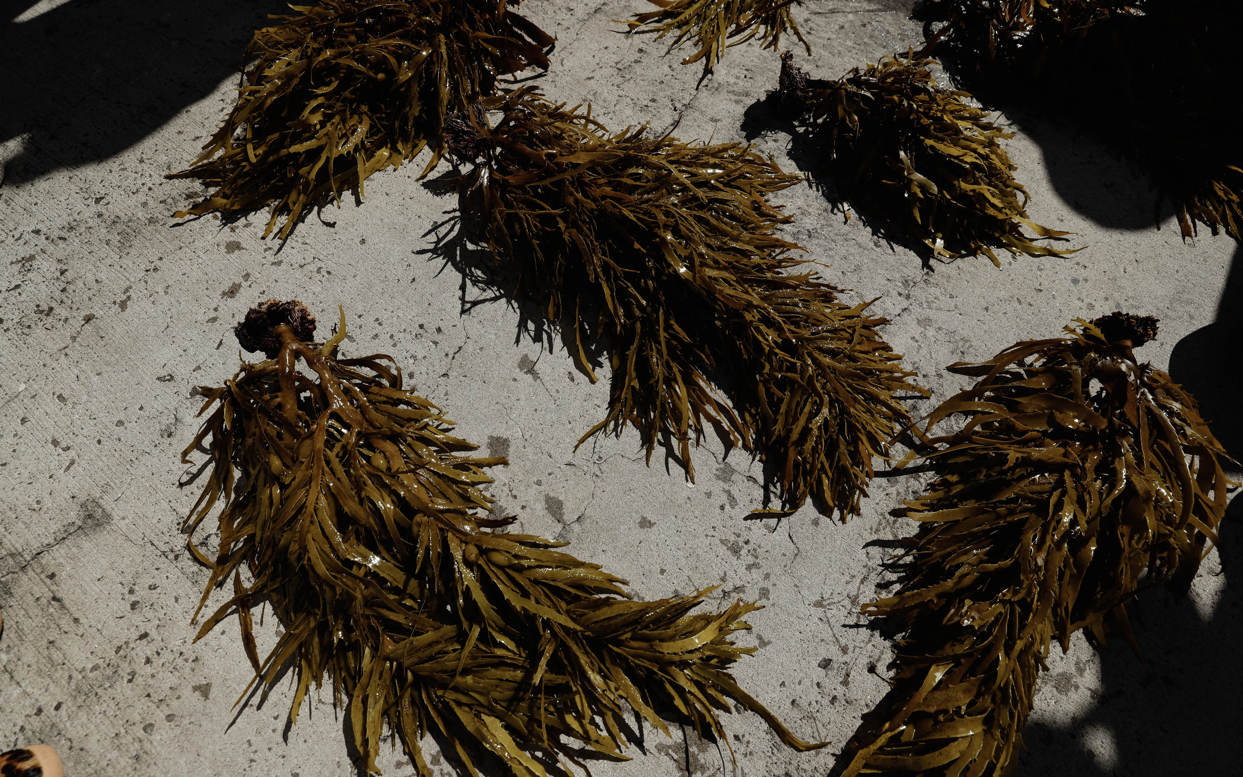 Operation Crayweed: The Revival of Sydney’s Underwater Forests